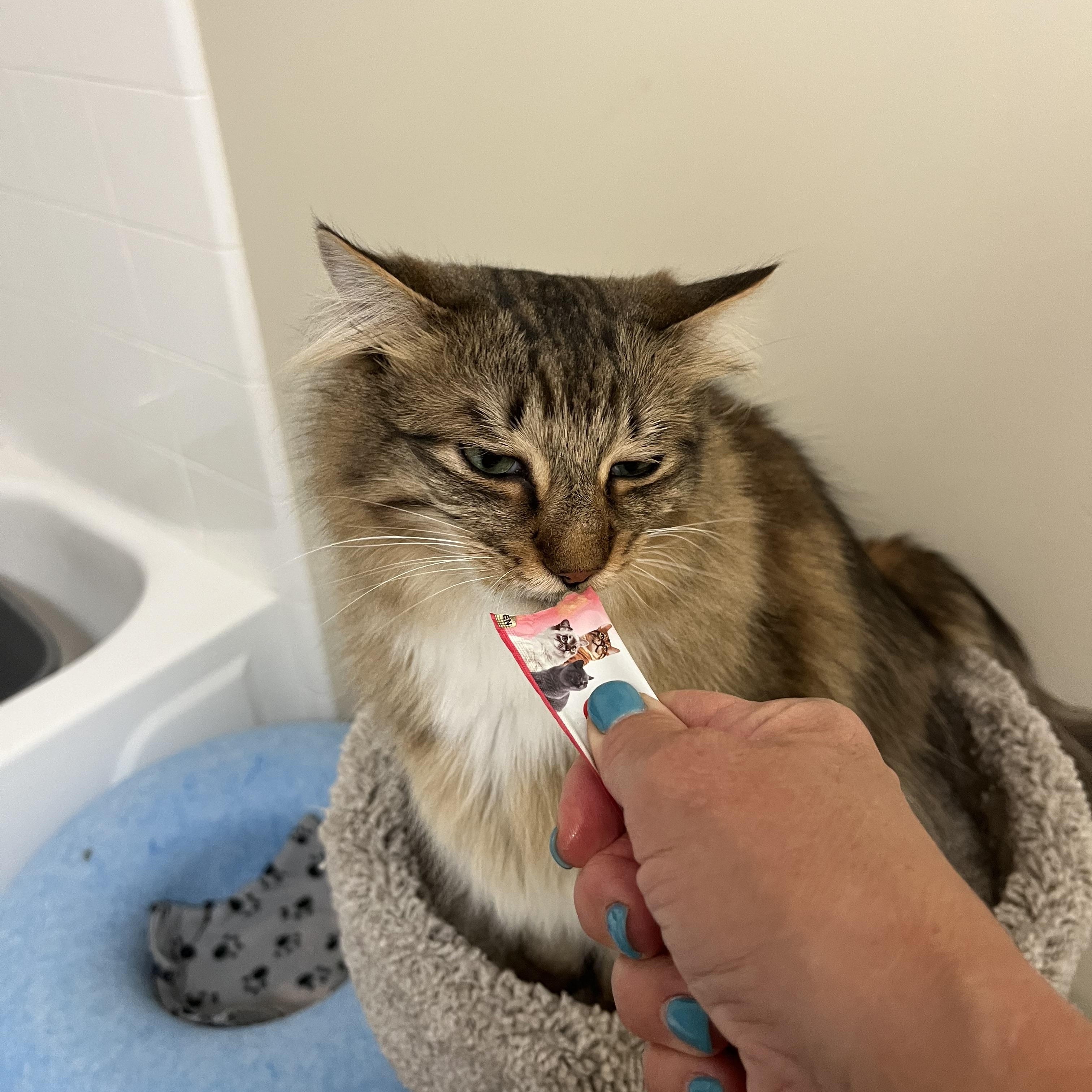 Odie, an adopted Domestic Long Hair in Duluth, GA image 5/5