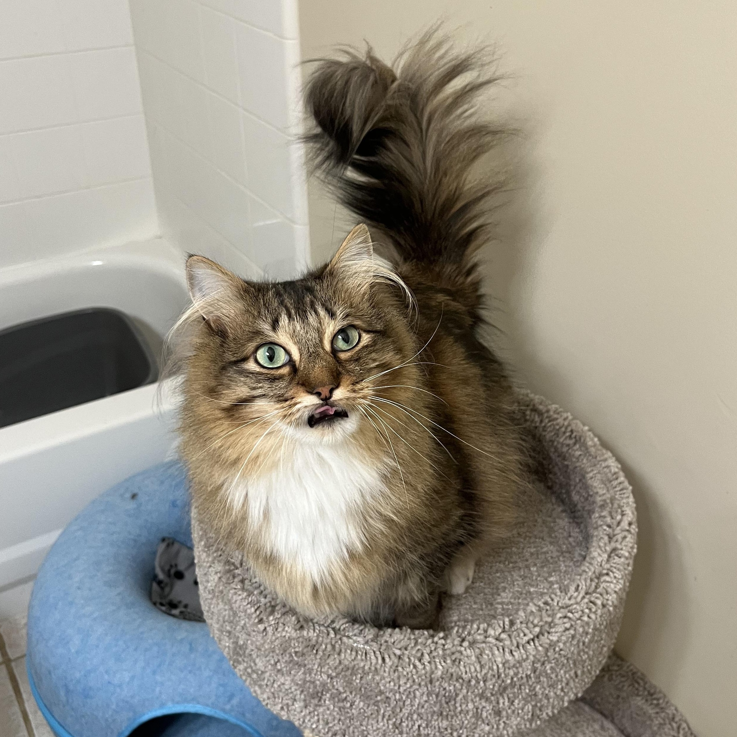 Odie, an adopted Domestic Long Hair in Duluth, GA image 1/5