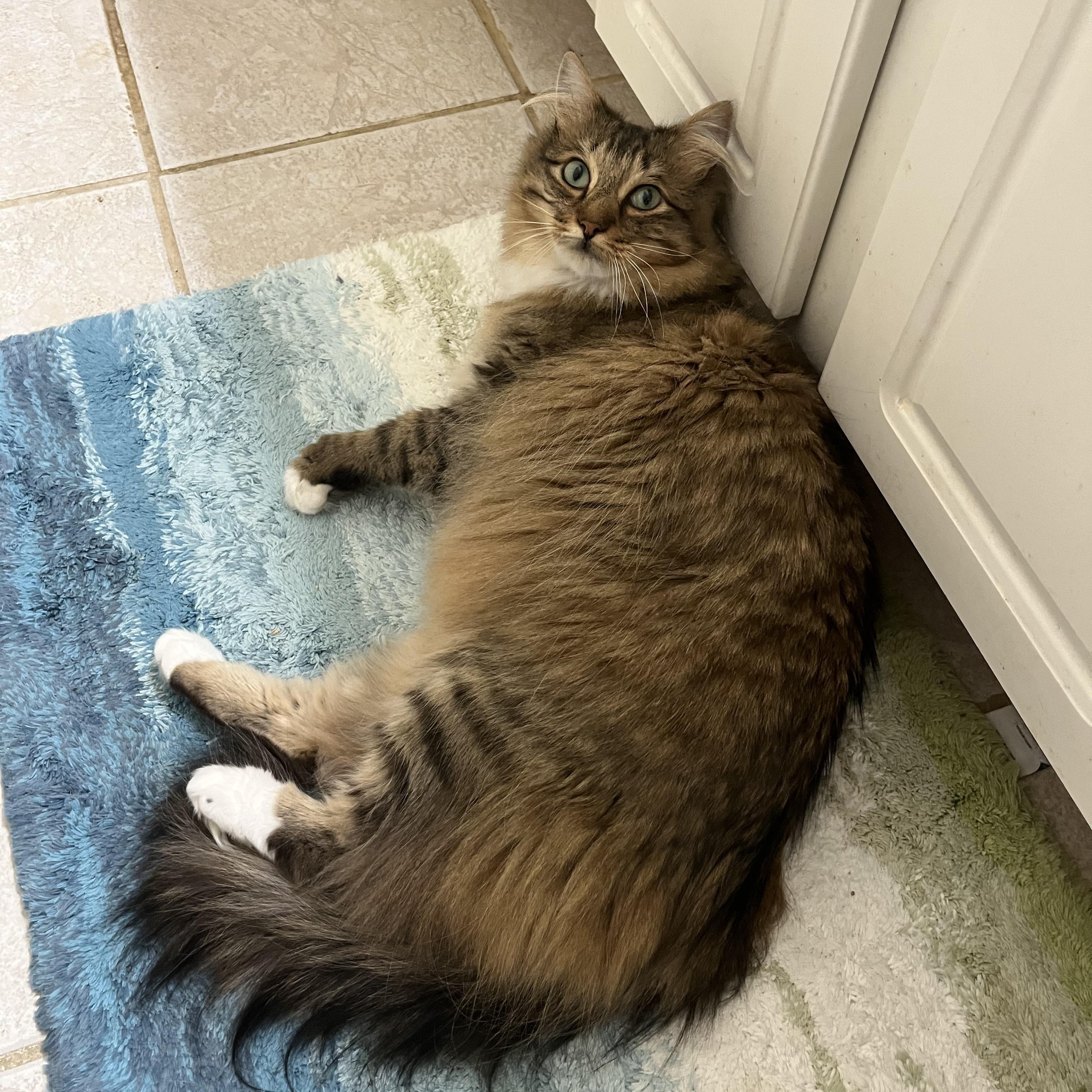 Odie, an adopted Domestic Long Hair in Duluth, GA image 4/5