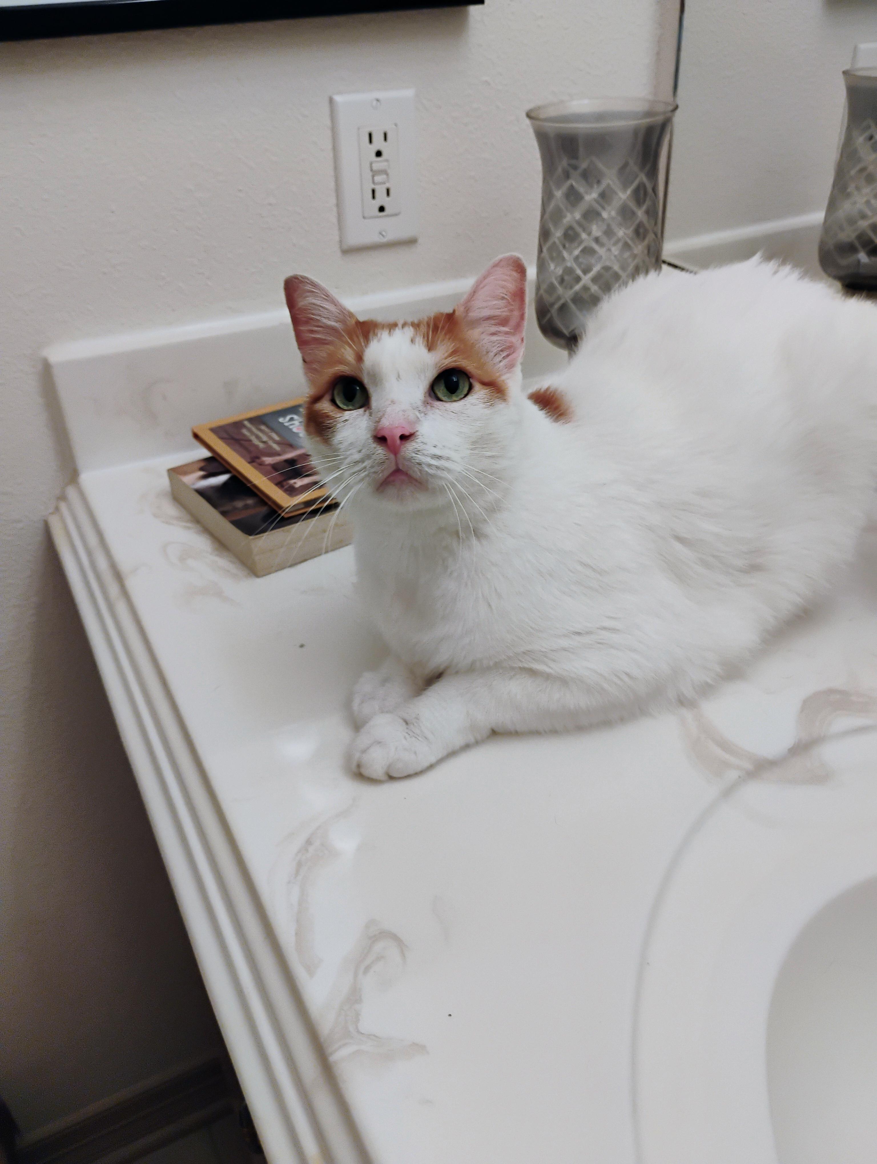 Cats for Adoption Near 98516, WA | Petfinder