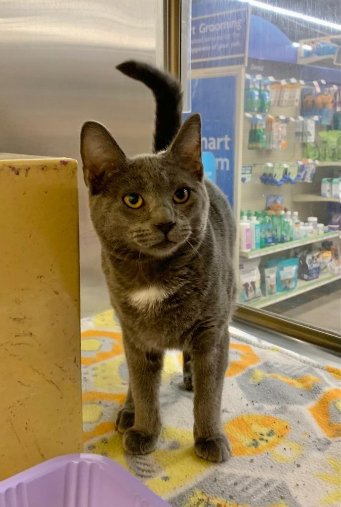 Thyme, Adoptable, Kitten Male Domestic Short Hair.