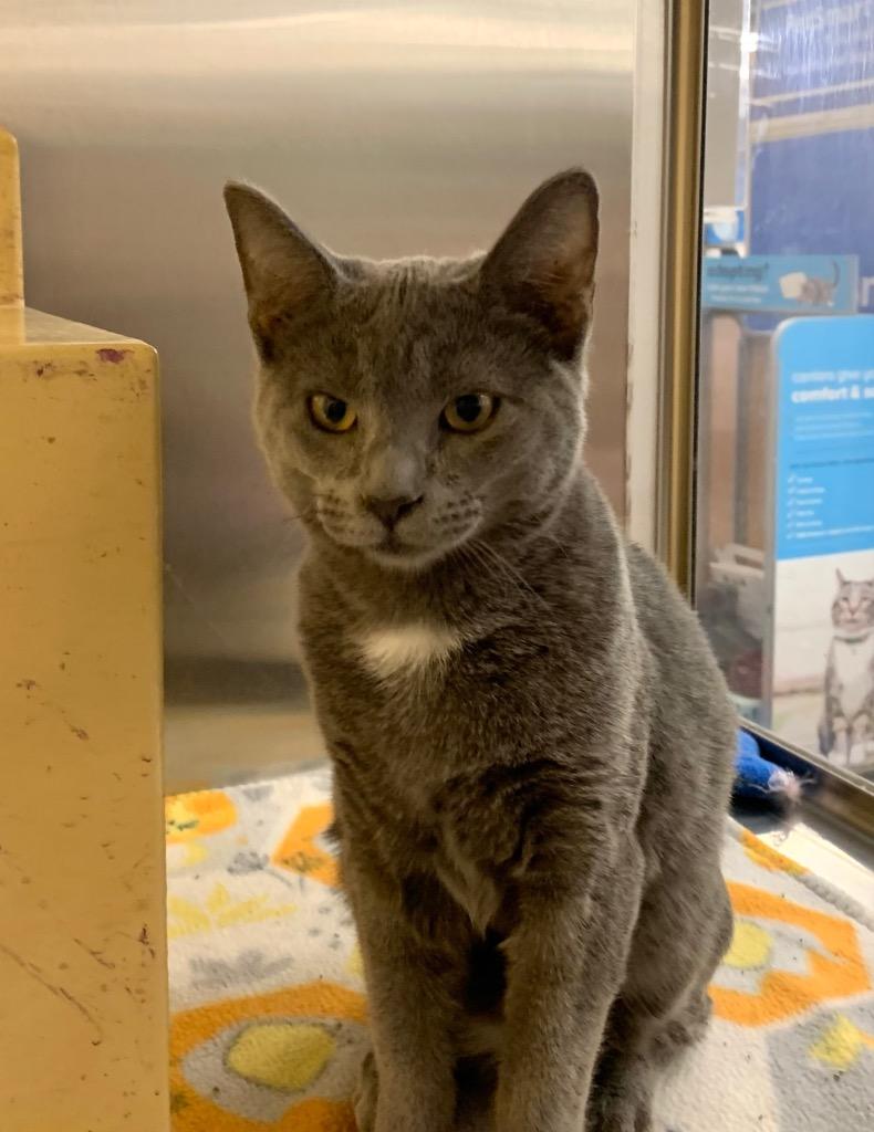 Enlarge Thyme, a Adoptable mixed breed in Cumming, GA image 2/3