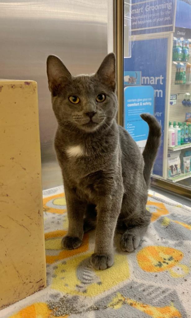 Enlarge Thyme, a Adoptable mixed breed in Cumming, GA image 3/3