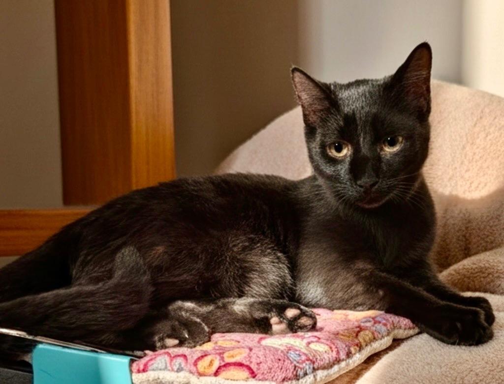 Dali, Adoptable, Kitten Male Domestic Short Hair.