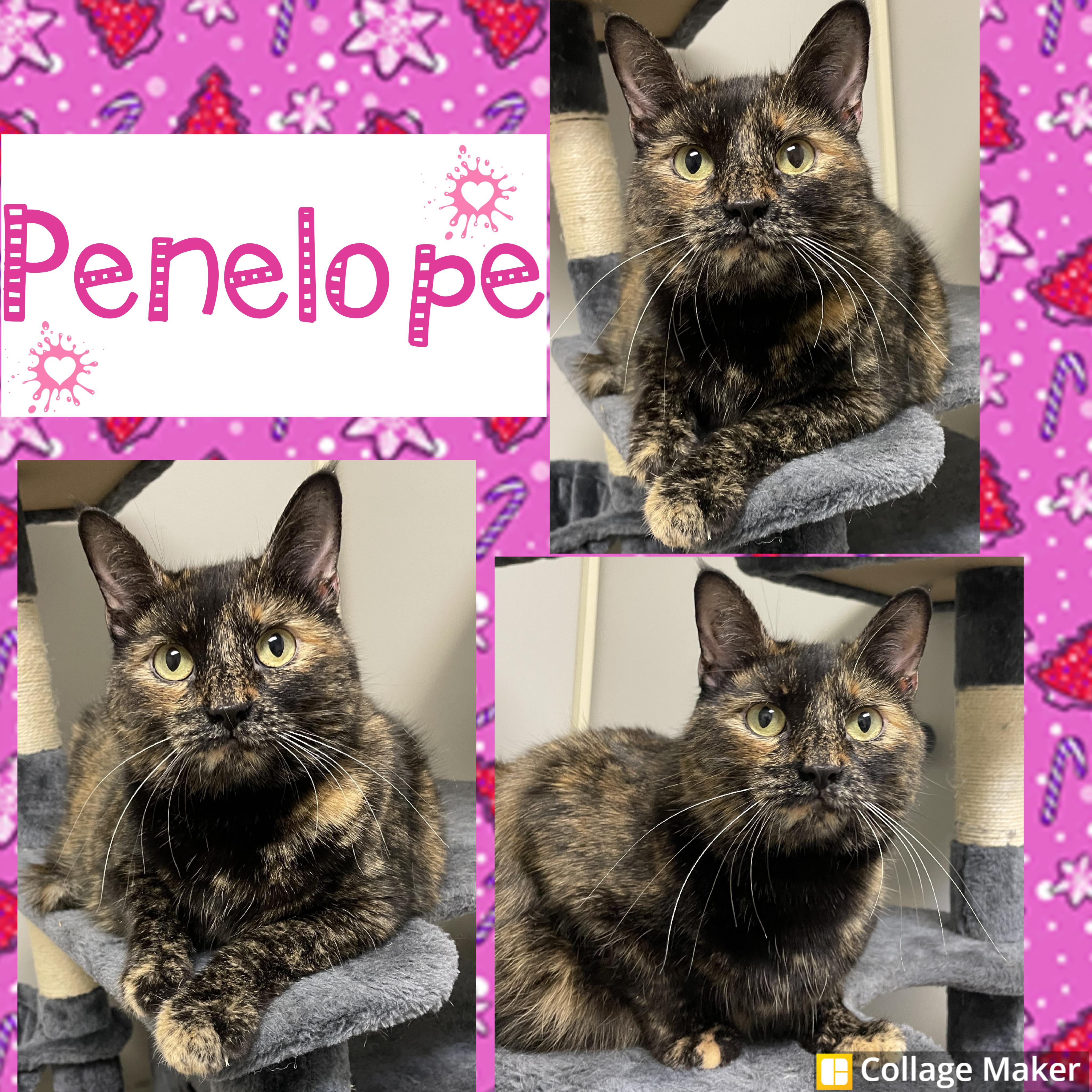Enlarge Penelope, a ADOPTABLE mixed breed in Clearfield, PA image 1/1