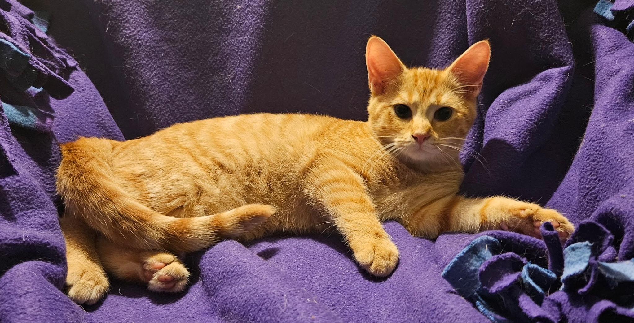 Willie, Adopted, Kitten Male Domestic Short Hair.