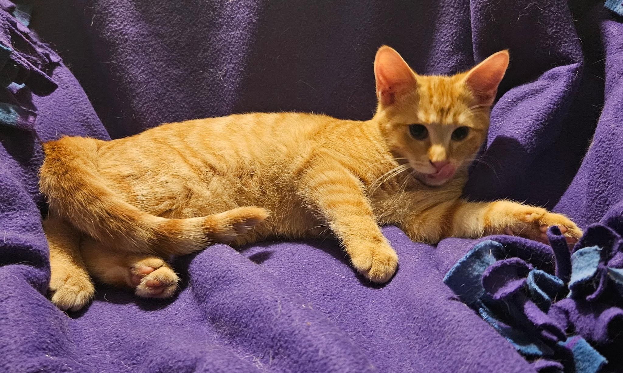 Enlarge Willie, a Adopted Domestic Short Hair in Kirklin, IN image 2/4