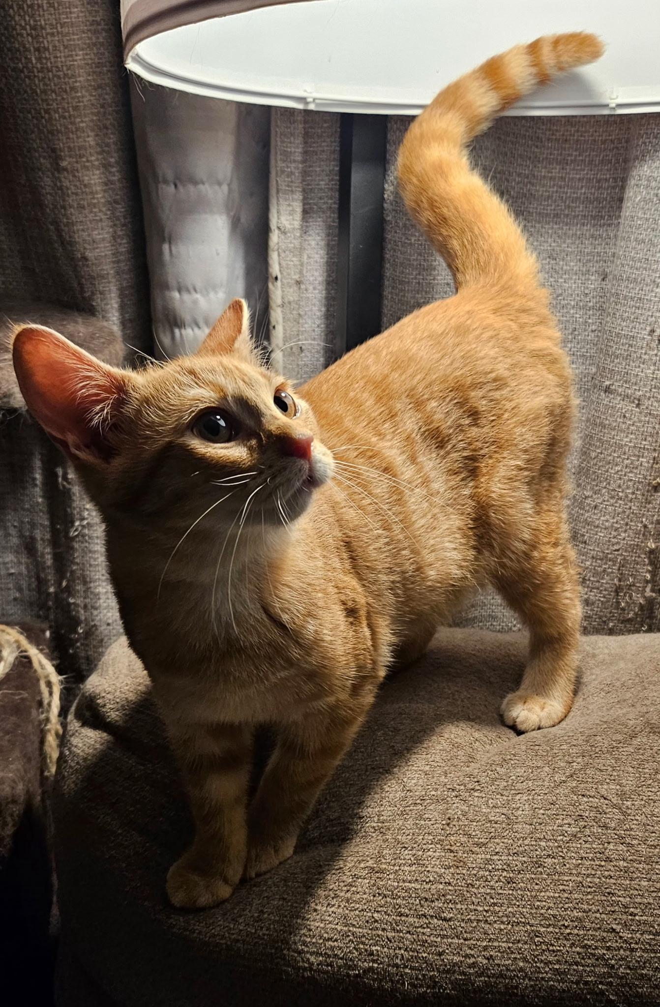 Enlarge Willie, a Adopted Domestic Short Hair in Kirklin, IN image 3/4