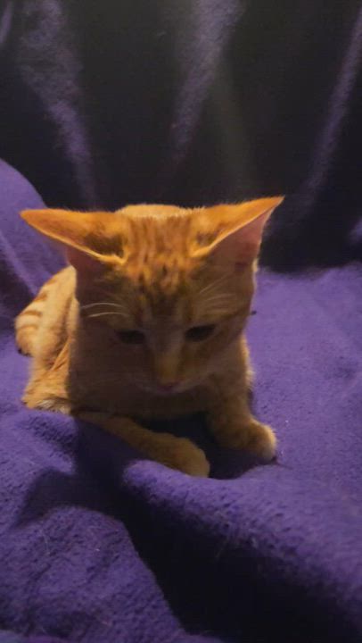 Enlarge Willie, a Adopted Domestic Short Hair in Kirklin, IN video 4/4