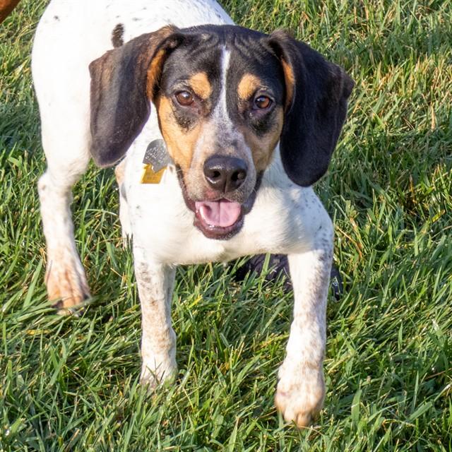 GRAMPY, Adoptable, Young Male Beagle & Mixed Breed.