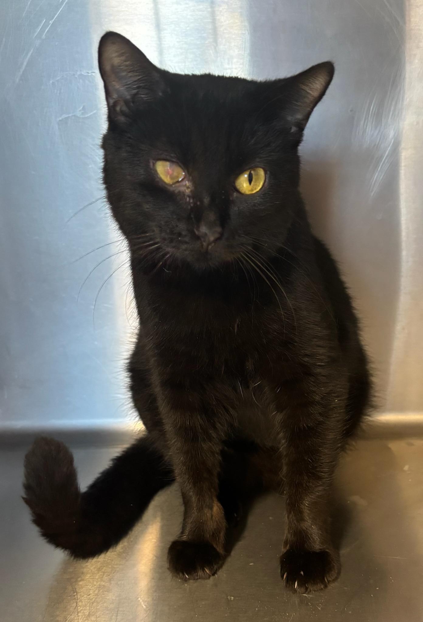 Moon, Adoptable, Adult Female Tabby.