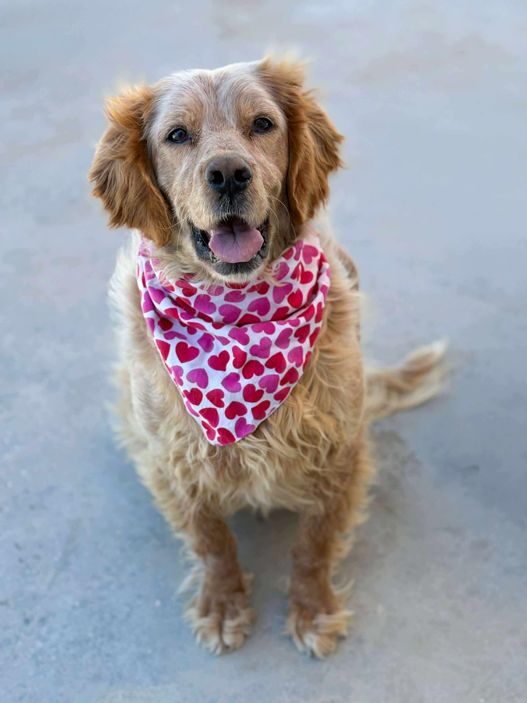 Darla, Adoptable, Adult Female Setter & Golden Retriever.