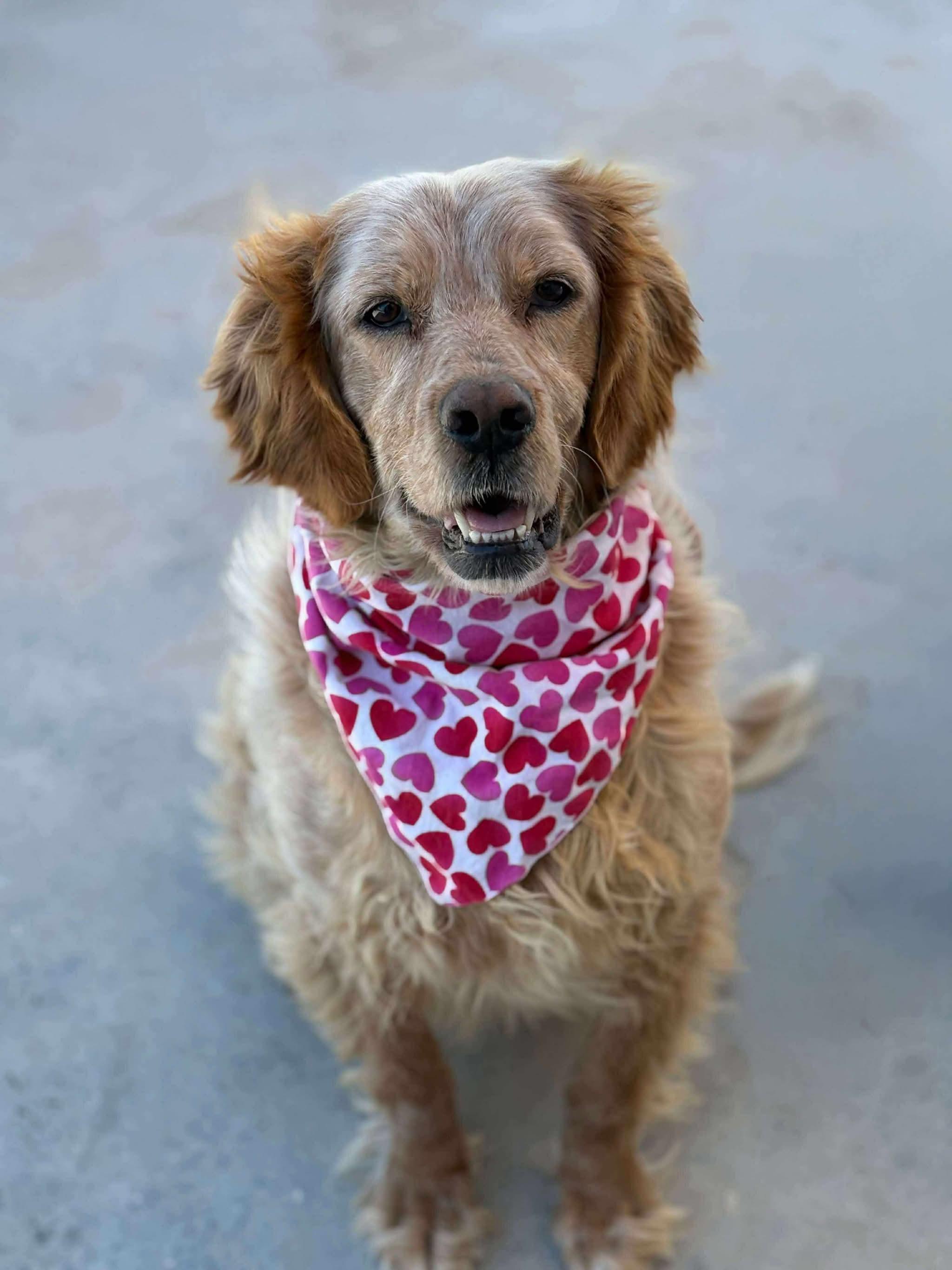 Enlarge Darla, a Adoptable mixed breed in Old Saybrook , CT image 6/6