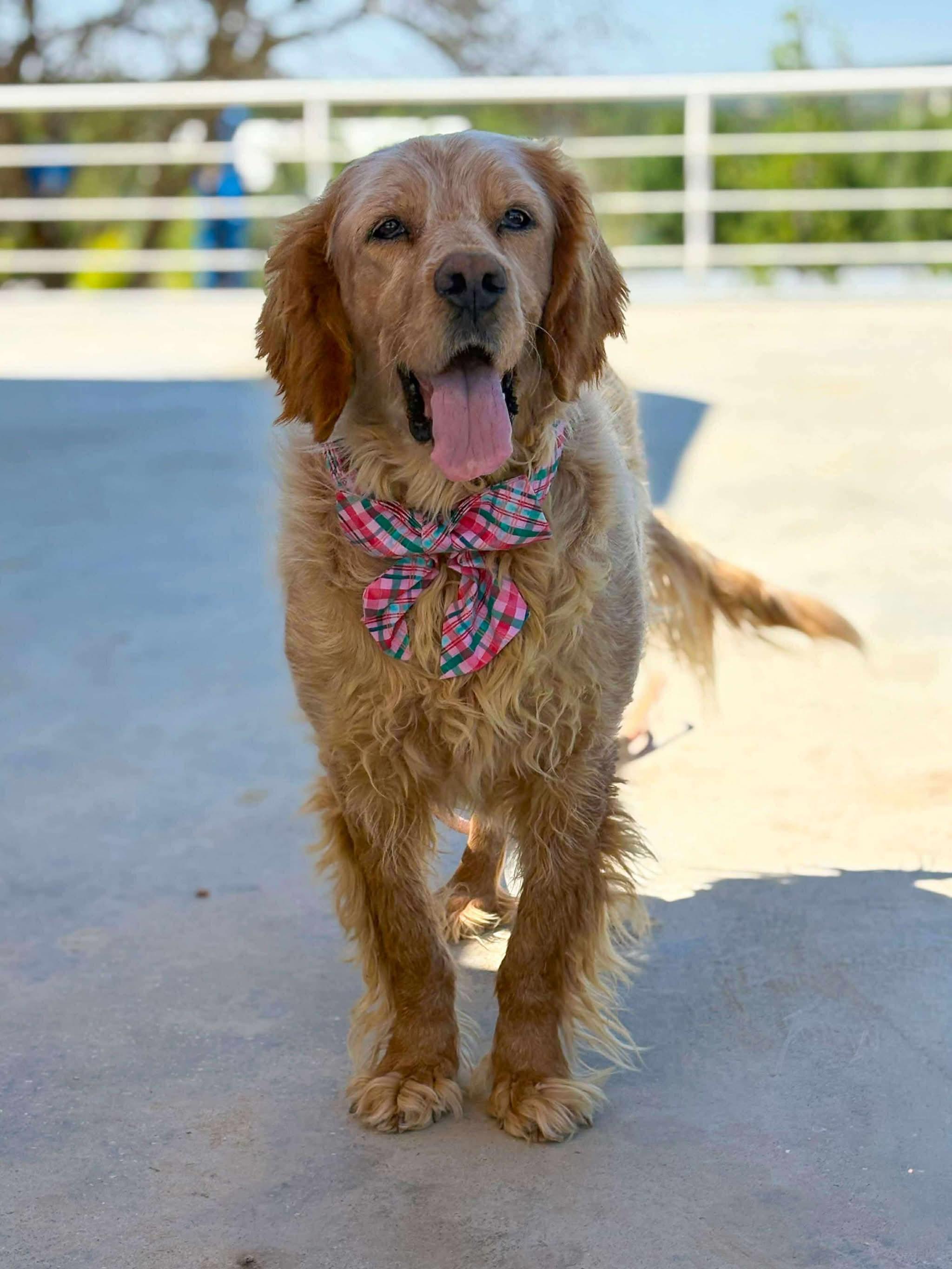 Enlarge Darla, a Adoptable mixed breed in Old Saybrook , CT image 3/6