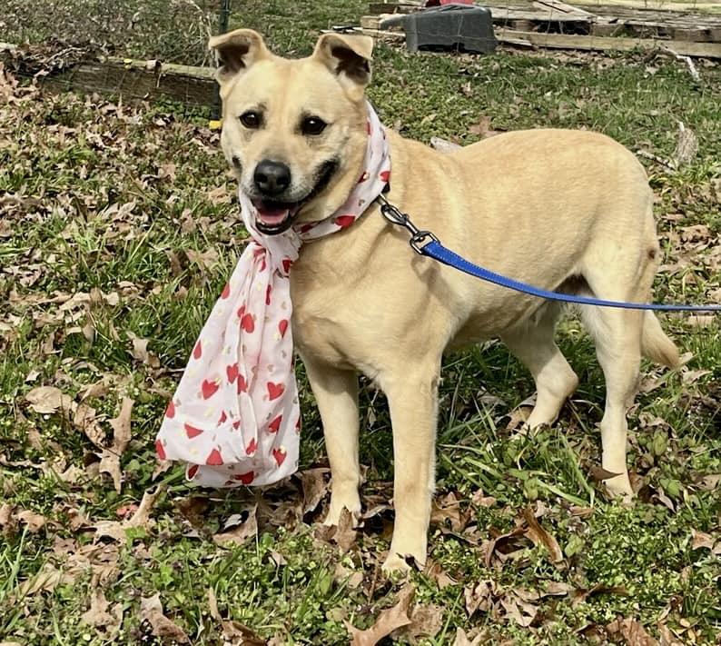 Molly, Adoptable, Adult Female Mixed Breed.