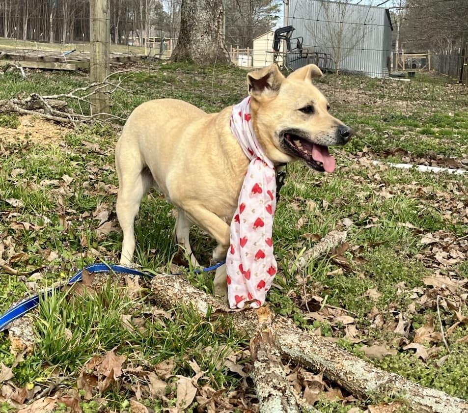 Enlarge Molly, a Adoptable mixed breed in Joppa, AL image 2/6