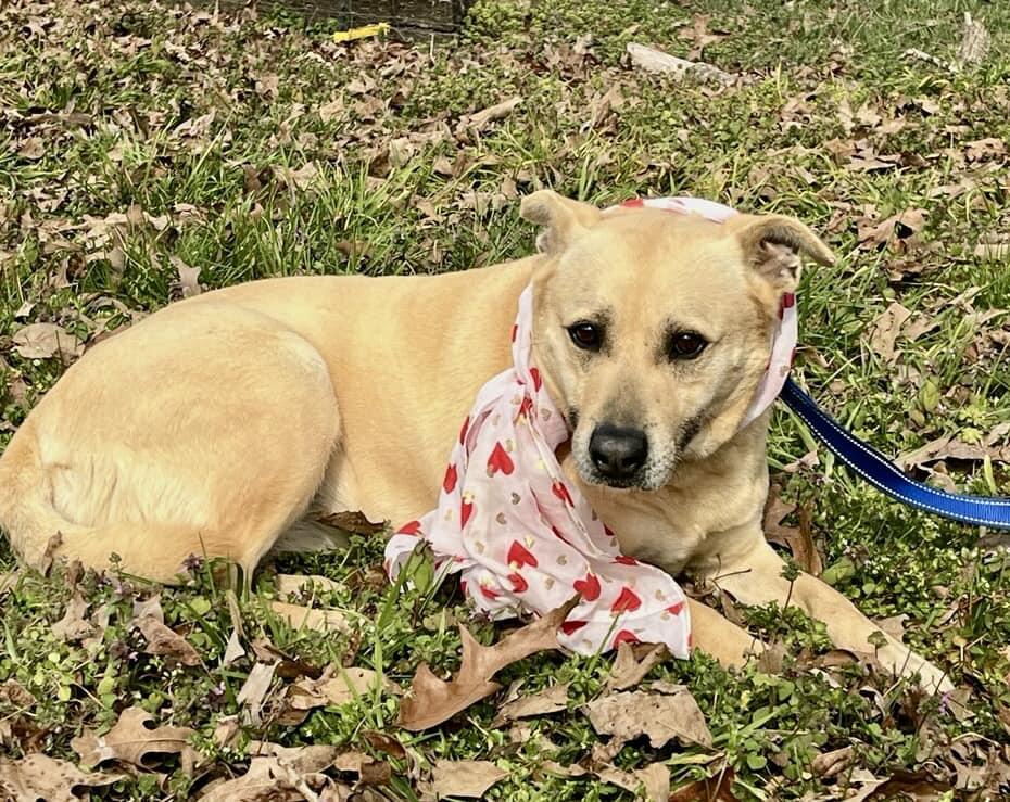 Molly, Adoptable, Adult Female Mixed Breed.