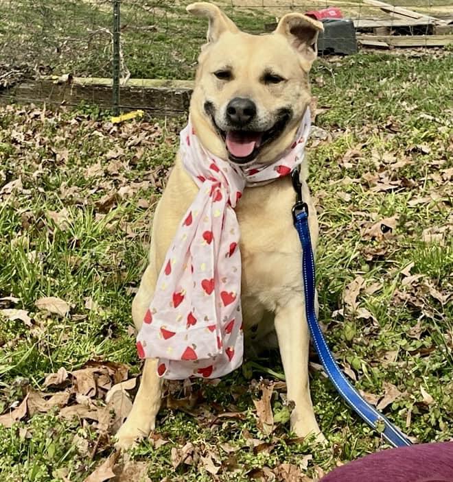 Enlarge Molly, a Adoptable mixed breed in Joppa, AL image 4/6