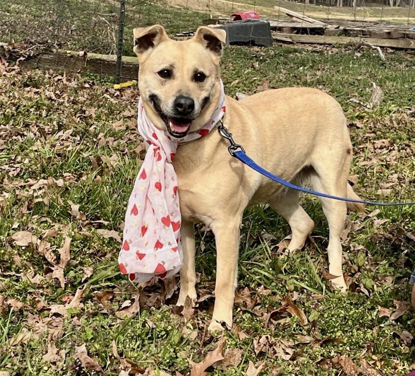 Enlarge Molly, a Adoptable mixed breed in Joppa, AL image 5/6