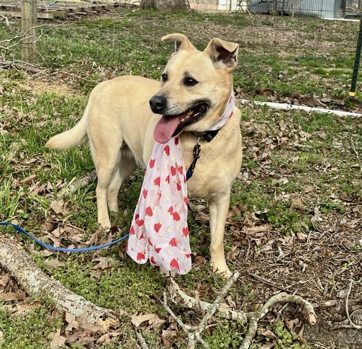 Enlarge Molly, a Adoptable mixed breed in Joppa, AL image 6/6