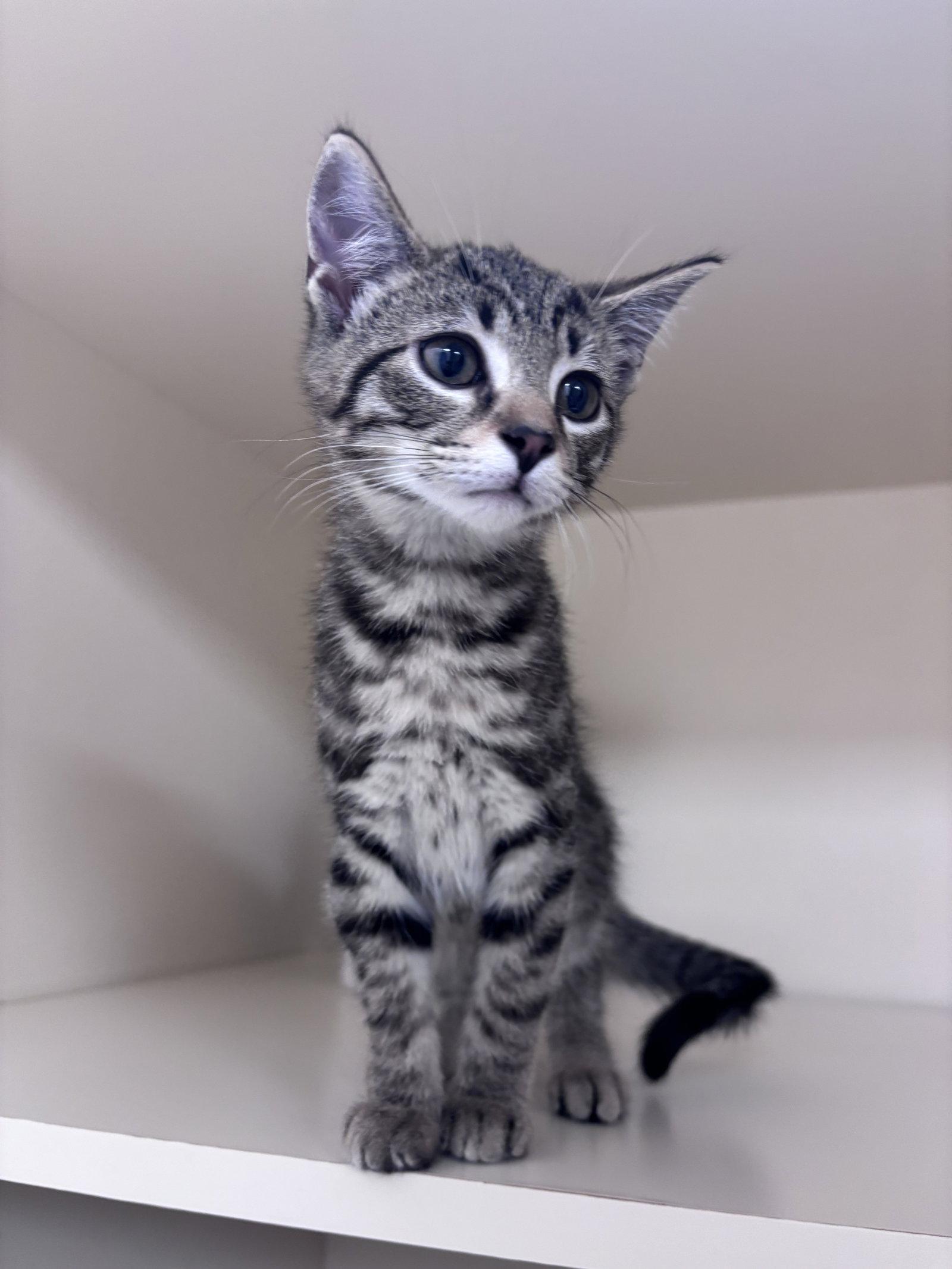 Enlarge Stormy K, a Adoptable Domestic Short Hair in Lancaster, PA image 1/1