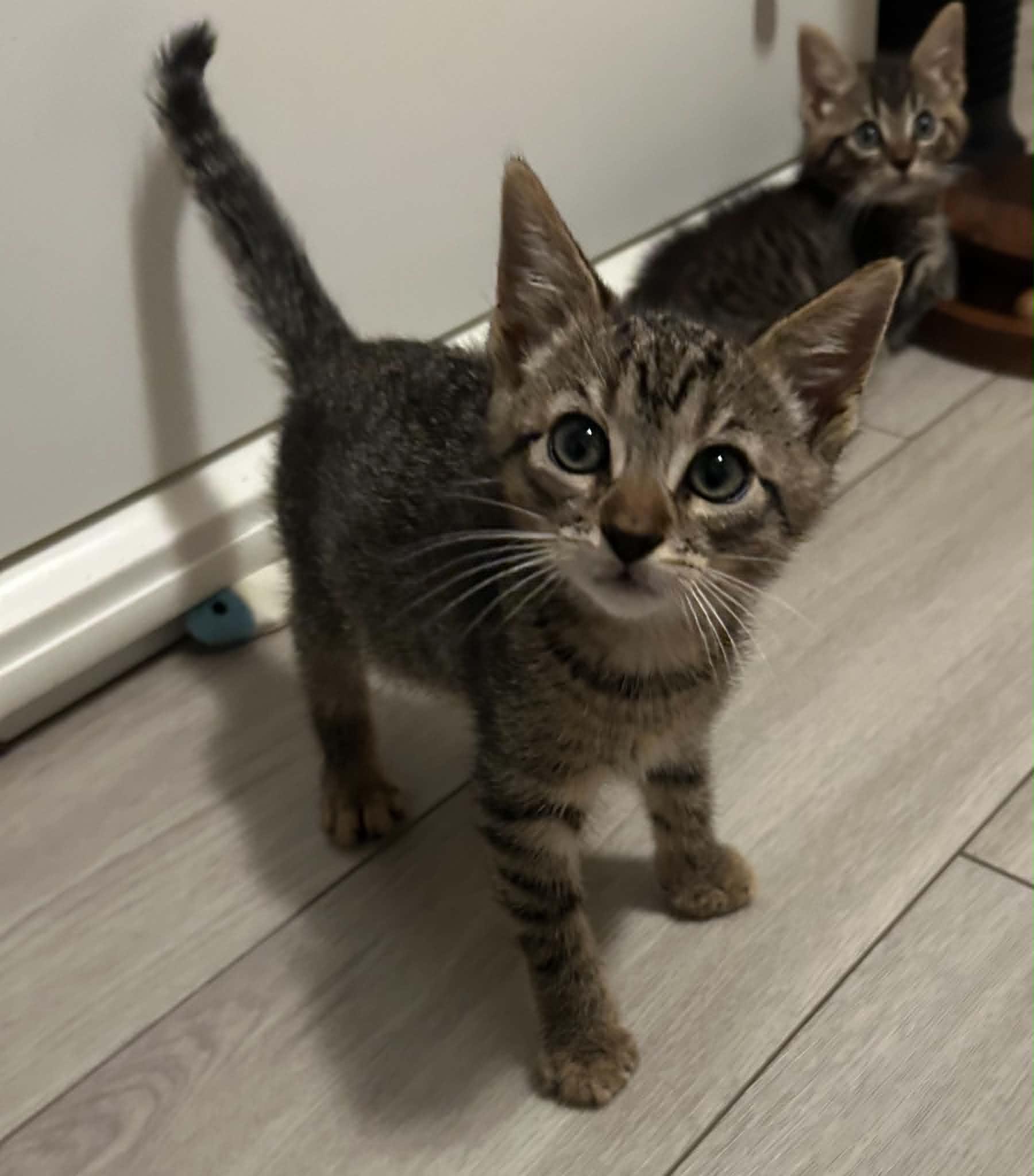 Stephen, ADOPTABLE, Kitten Male Domestic Short Hair.