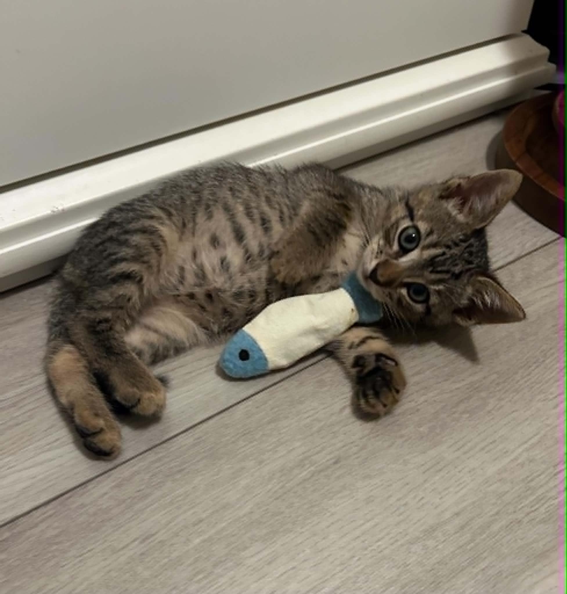 Stephen, a ADOPTABLE Domestic Short Hair in Wading River, NY image 2/4