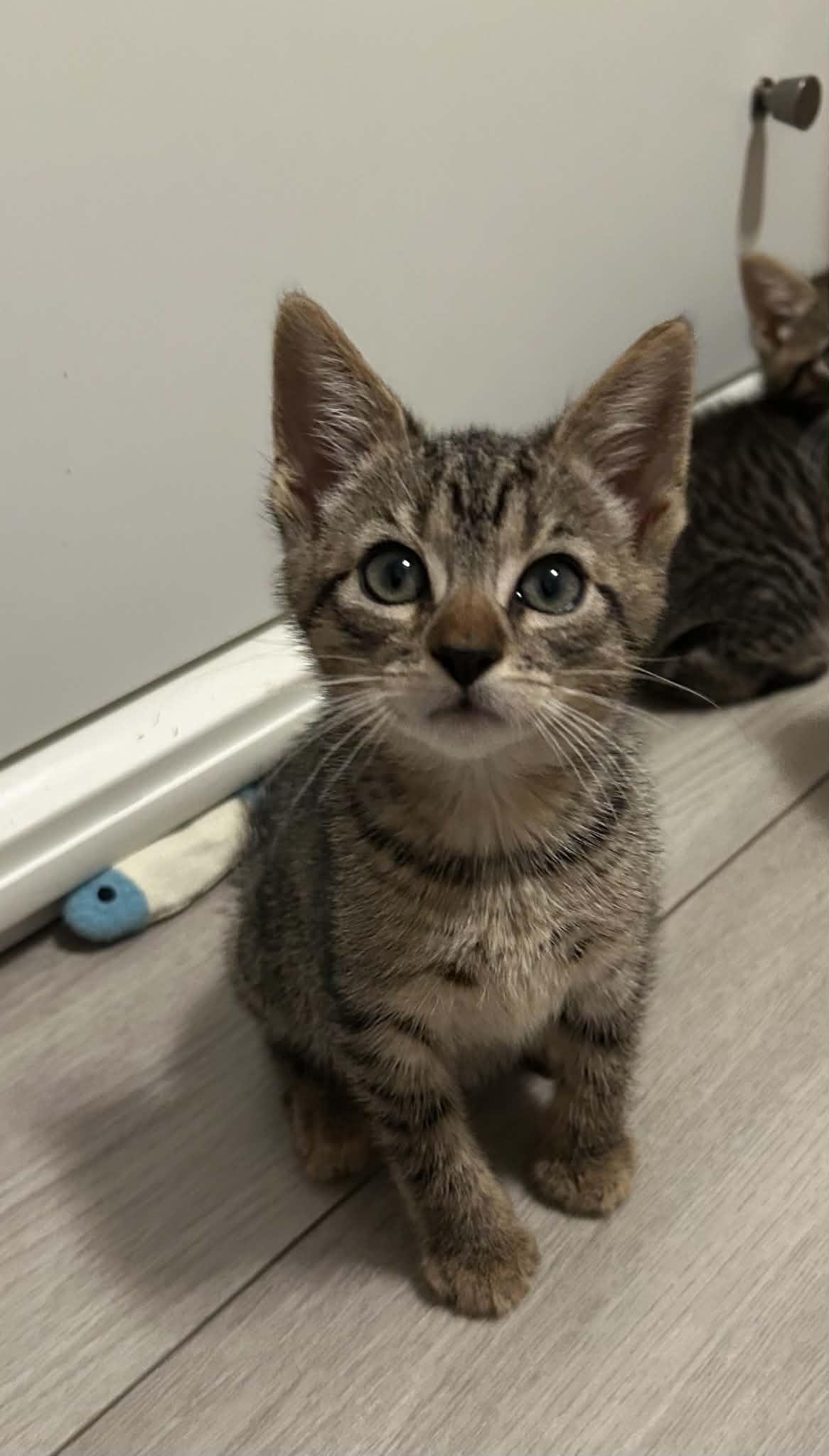 Stephen, a ADOPTABLE Domestic Short Hair in Wading River, NY image 3/4