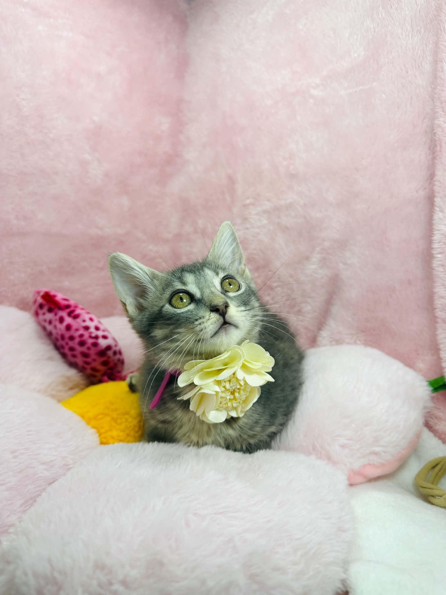 Enlarge Sugar Cookie, a ADOPTABLE Domestic Short Hair in Tavares, FL image 2/3