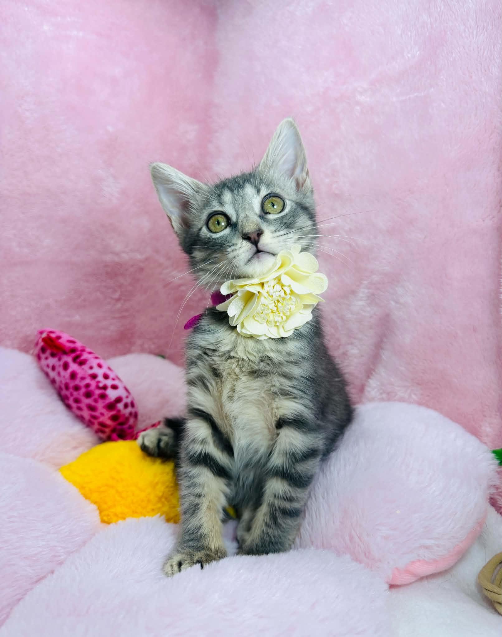 Enlarge Sugar Cookie, a ADOPTABLE Domestic Short Hair in Tavares, FL image 1/3
