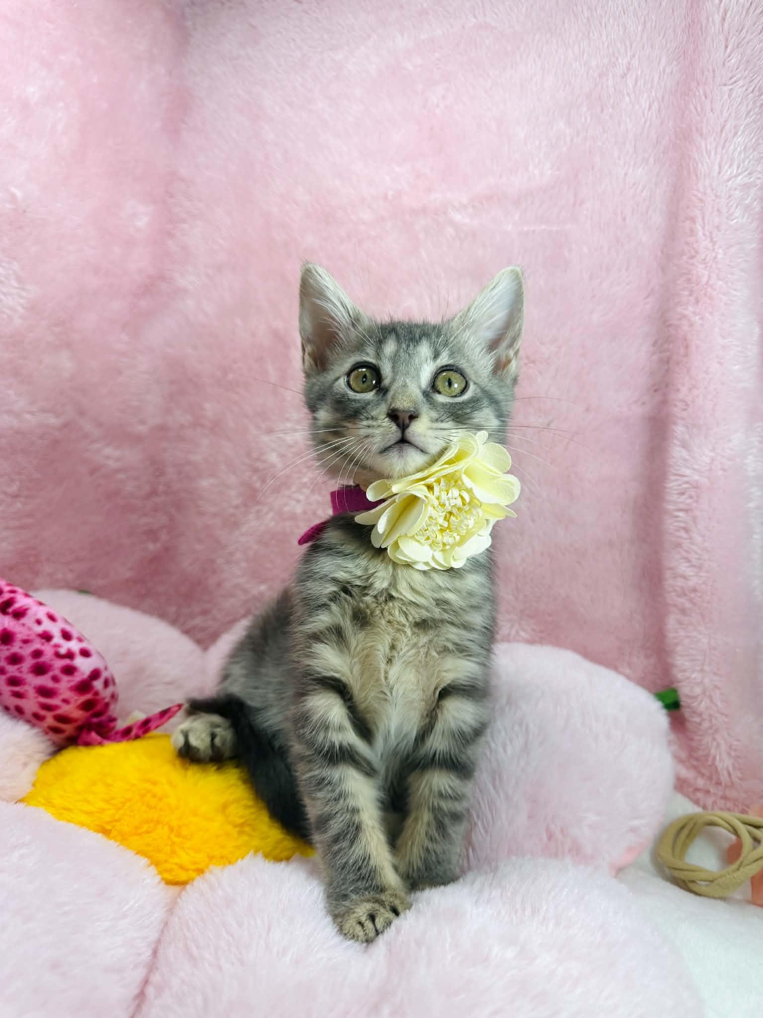 Enlarge Sugar Cookie, a ADOPTABLE Domestic Short Hair in Tavares, FL image 3/3