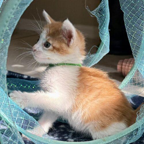Picard, Adoptable, Kitten Male Domestic Short Hair.