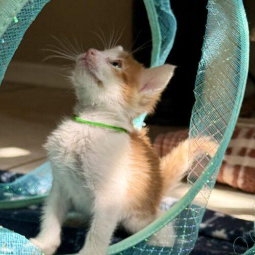 Enlarge Picard, a Adoptable Domestic Short Hair in Glendale, AZ image 2/5