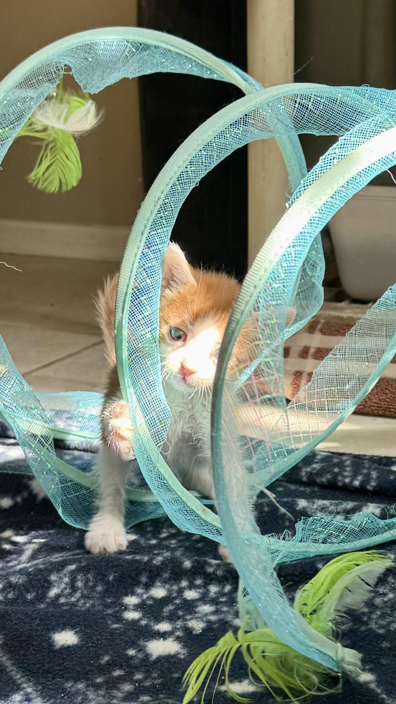 Enlarge Picard, a Adoptable Domestic Short Hair in Glendale, AZ image 4/5