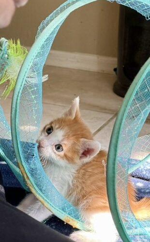 Enlarge Picard, a Adoptable Domestic Short Hair in Glendale, AZ image 5/5