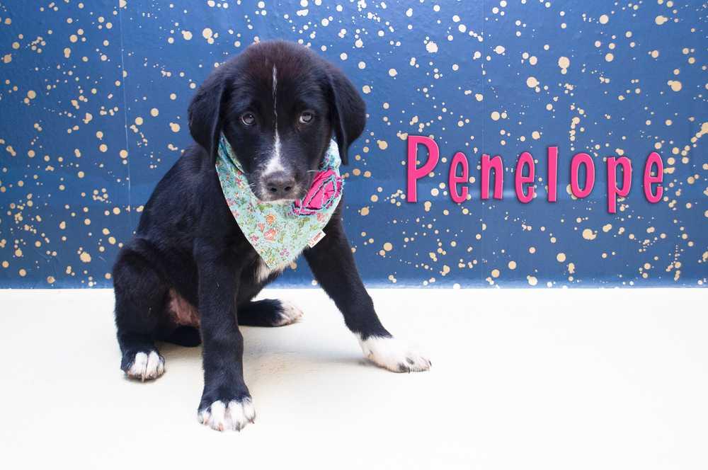 Penelope, a Adopted mixed breed in San Angelo, TX image 1/2