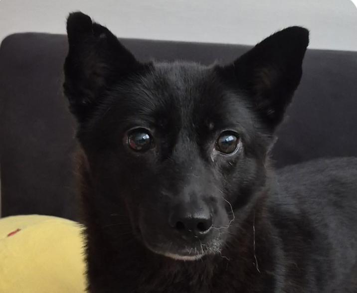 Enlarge Tori, an adopted mixed breed in San Francisco, CA image 1/1