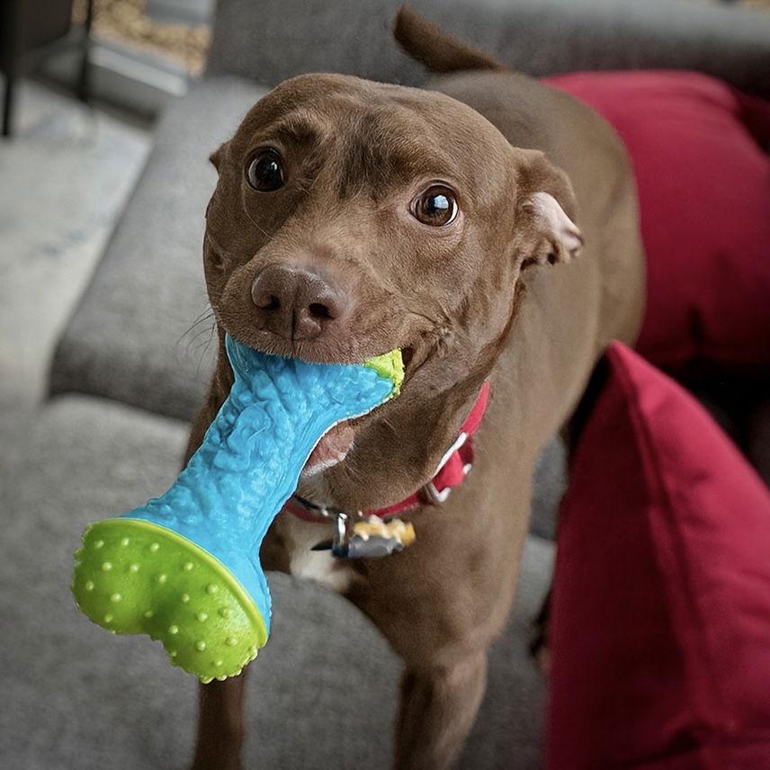 Corona (TN), a Adoptable mixed breed in Chattanooga, TN image 1/3