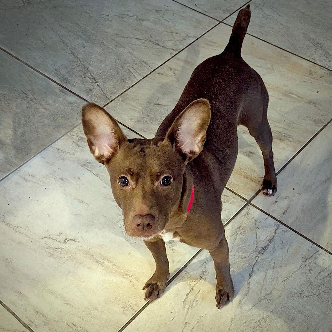 Corona (TN), a Adoptable mixed breed in Chattanooga, TN image 2/3