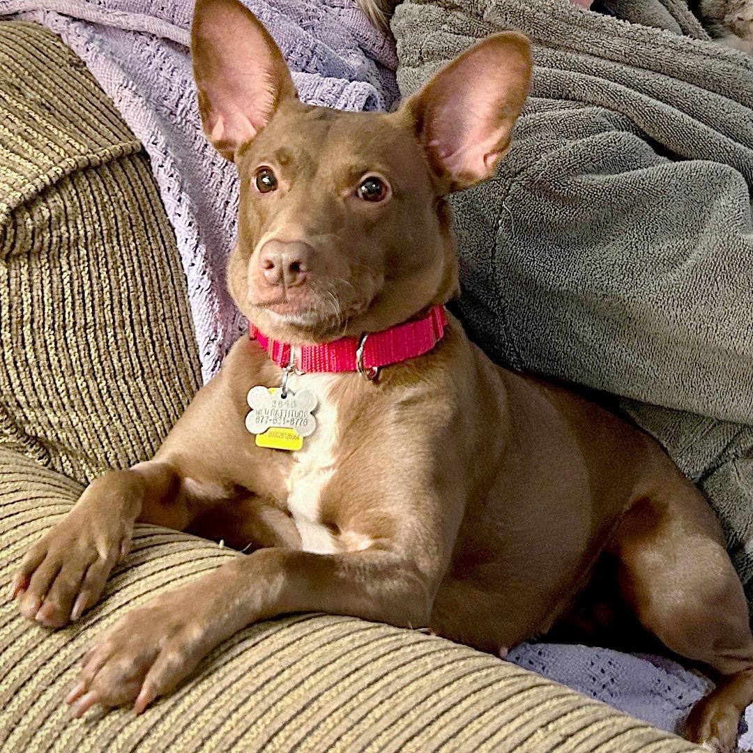 Corona (TN), a Adoptable mixed breed in Chattanooga, TN image 3/3