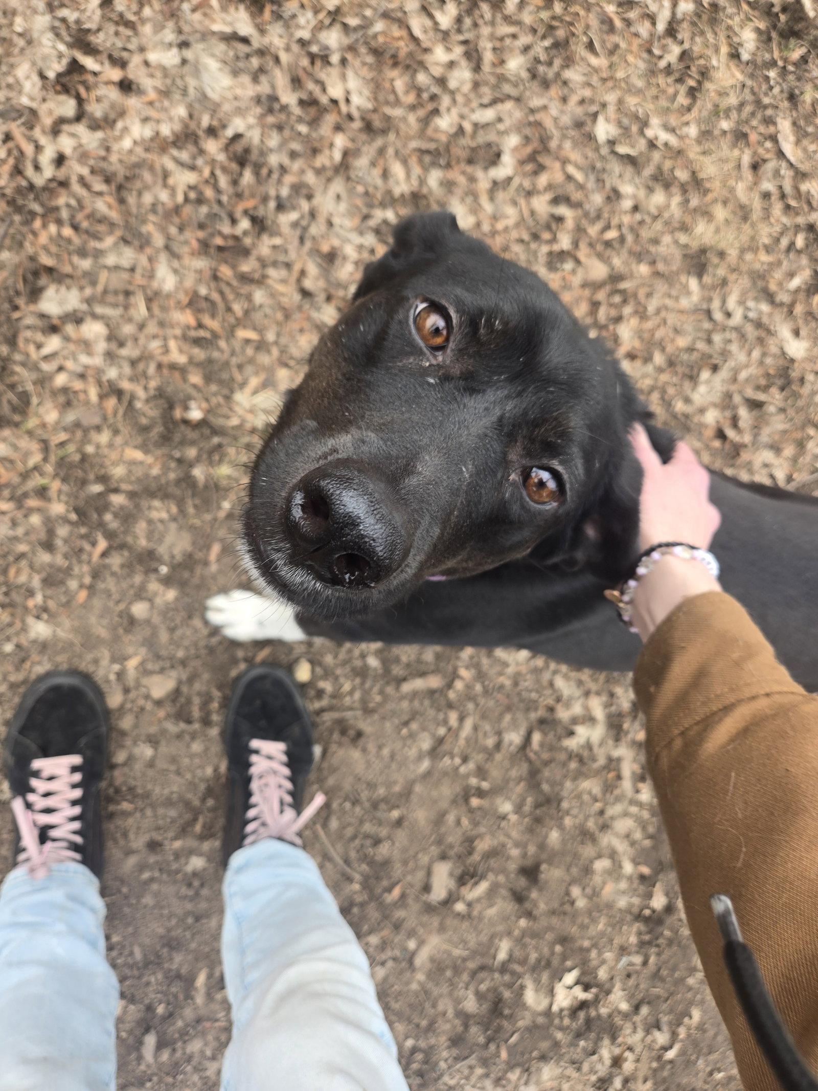 Enlarge Gator, a Adoptable mixed breed in Crystal, MN image 1/3