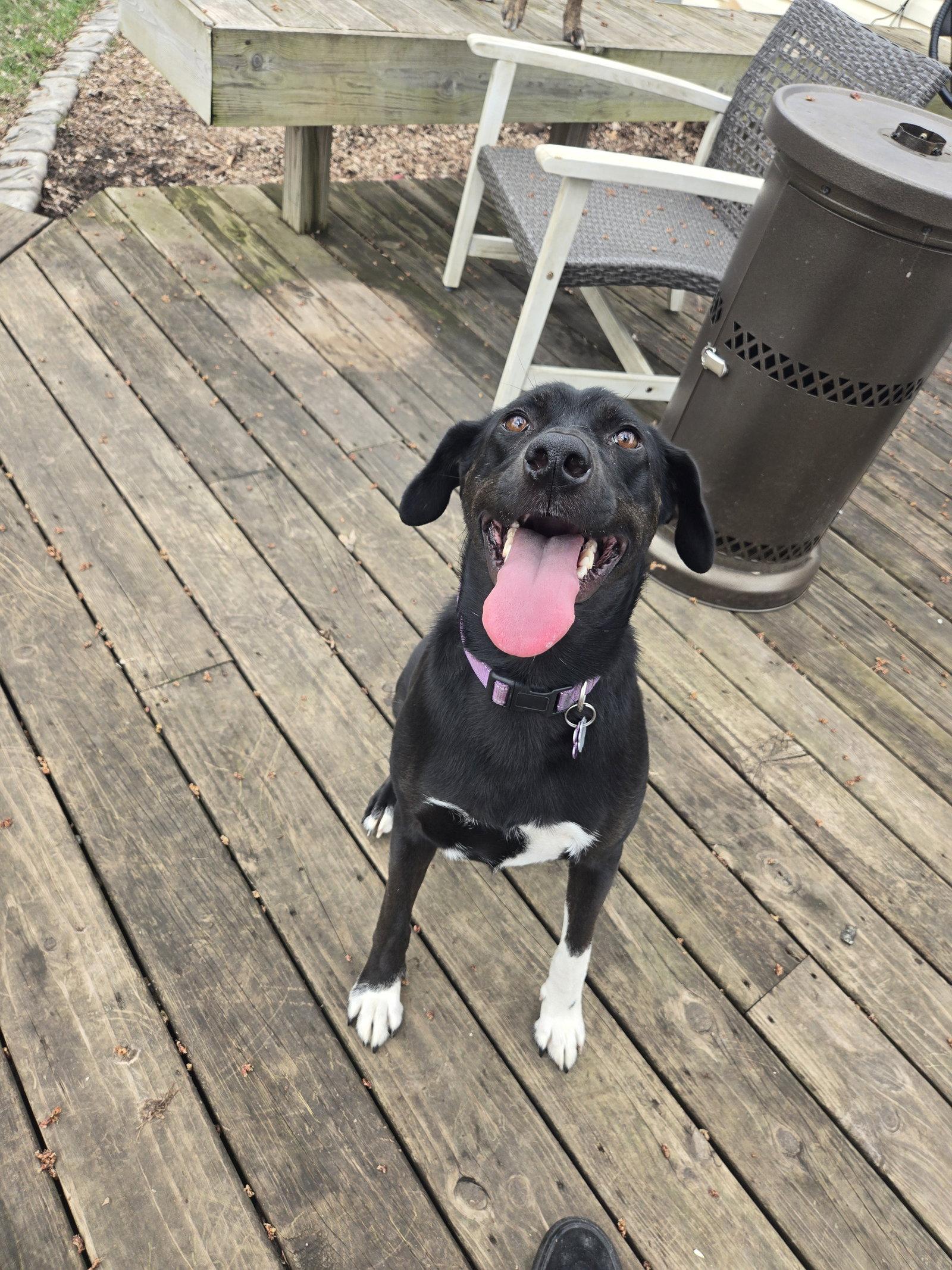 Enlarge Gator, a Adoptable mixed breed in Crystal, MN image 3/3