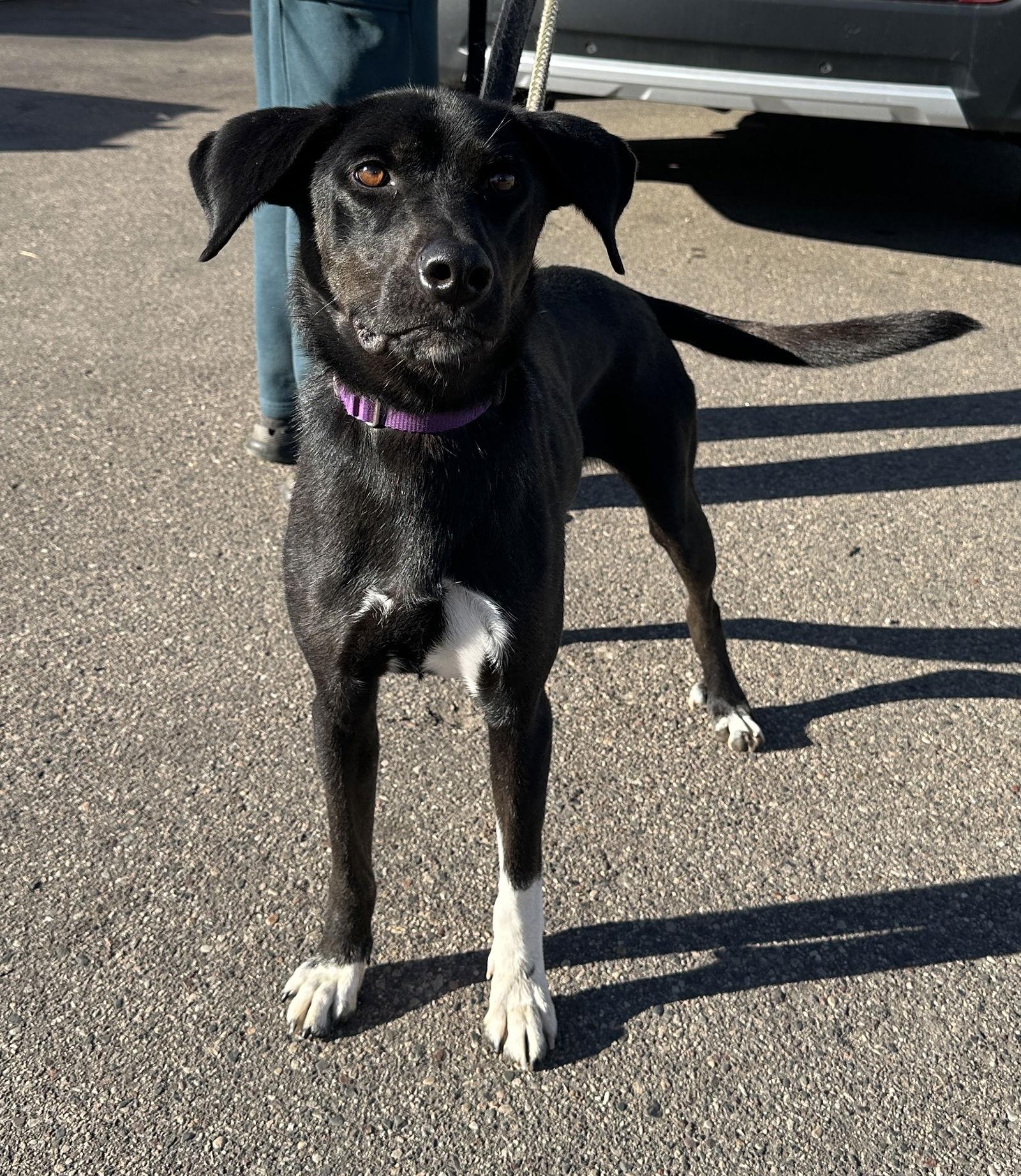 Gator, Adoptable, Young Female Catahoula Leopard Dog & Labrador Retriever.