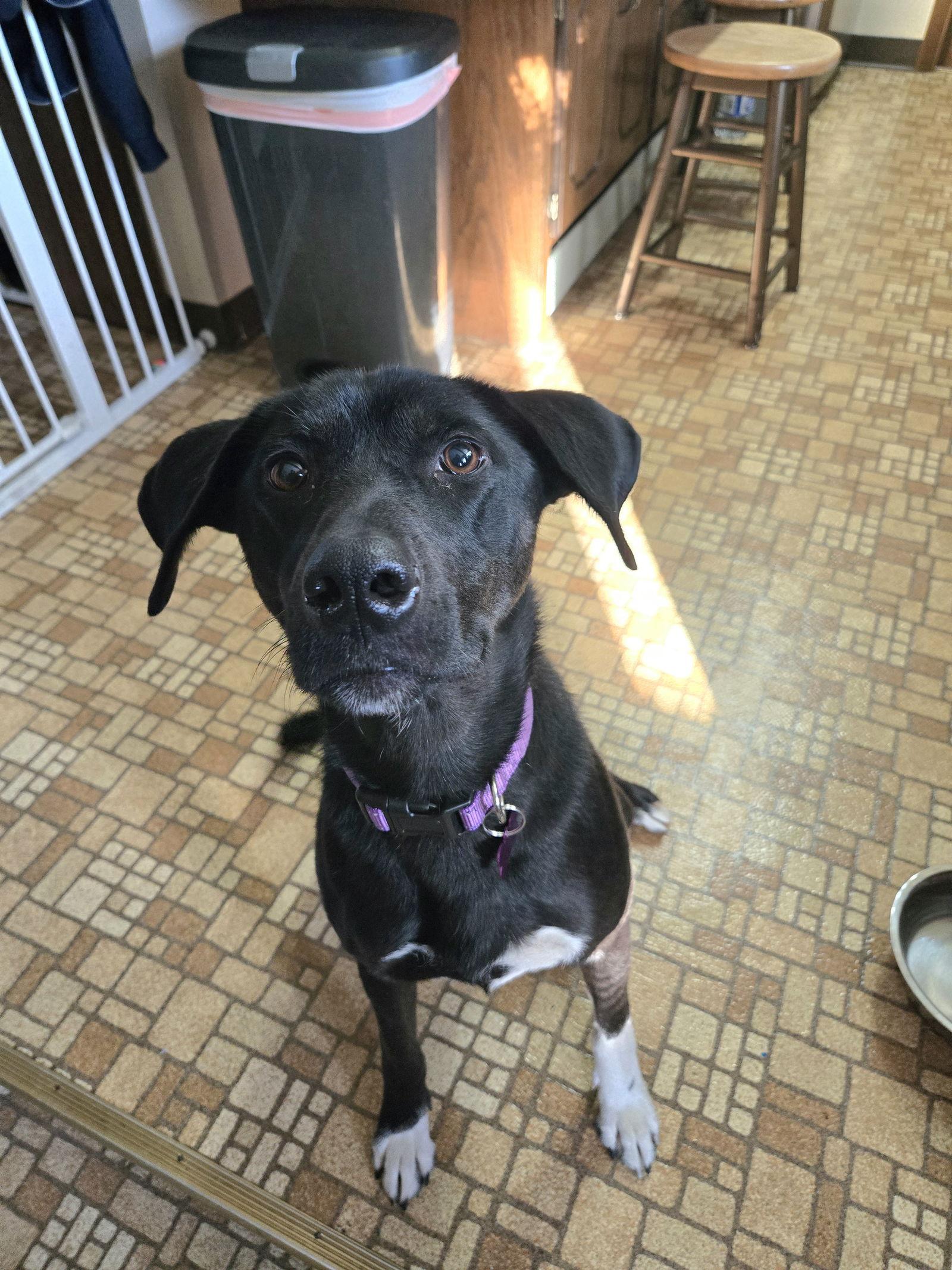 Enlarge Gator, a Adoptable mixed breed in Crystal, MN image 2/3