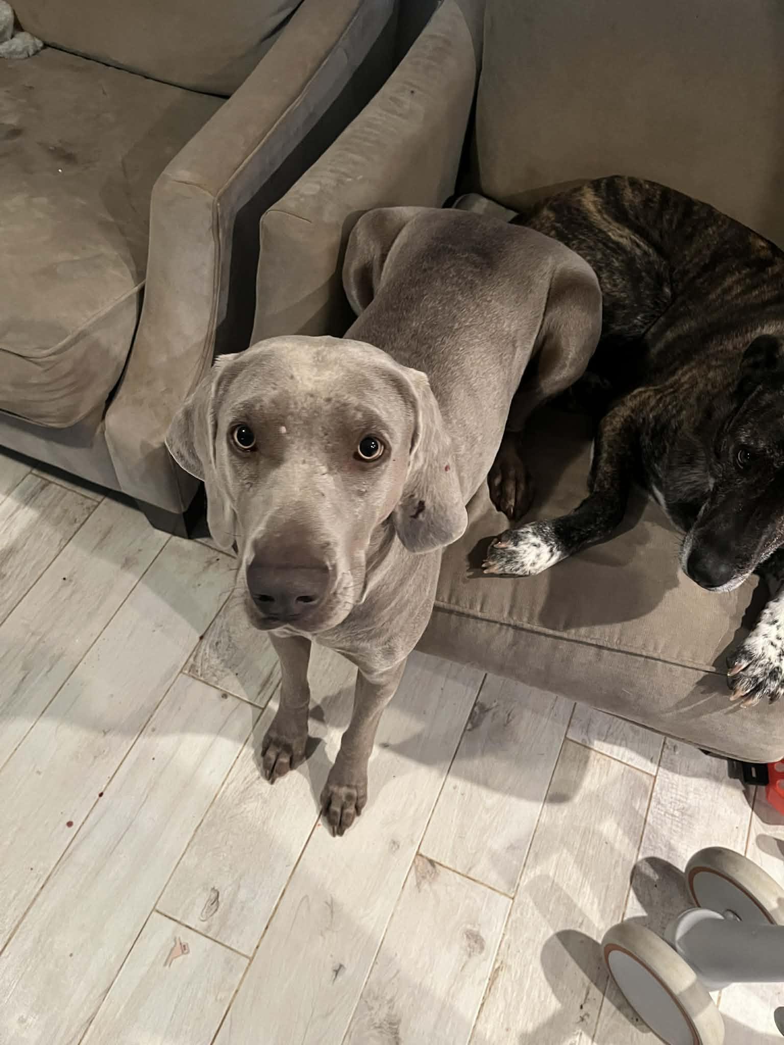Luna, Adopted, Adult Female Weimaraner.