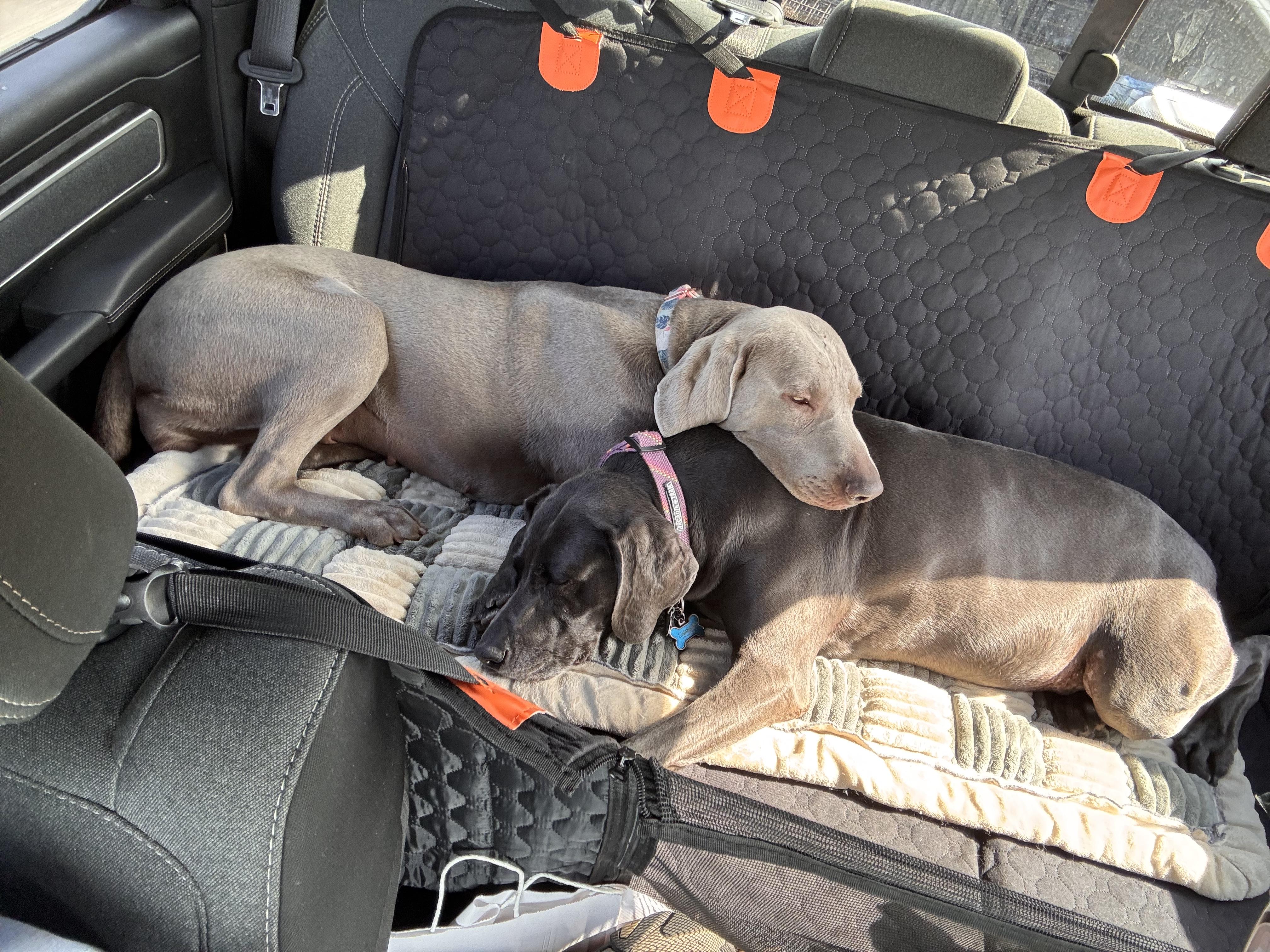 Enlarge Luna, a Adopted Weimaraner in Marietta, GA image 2/4