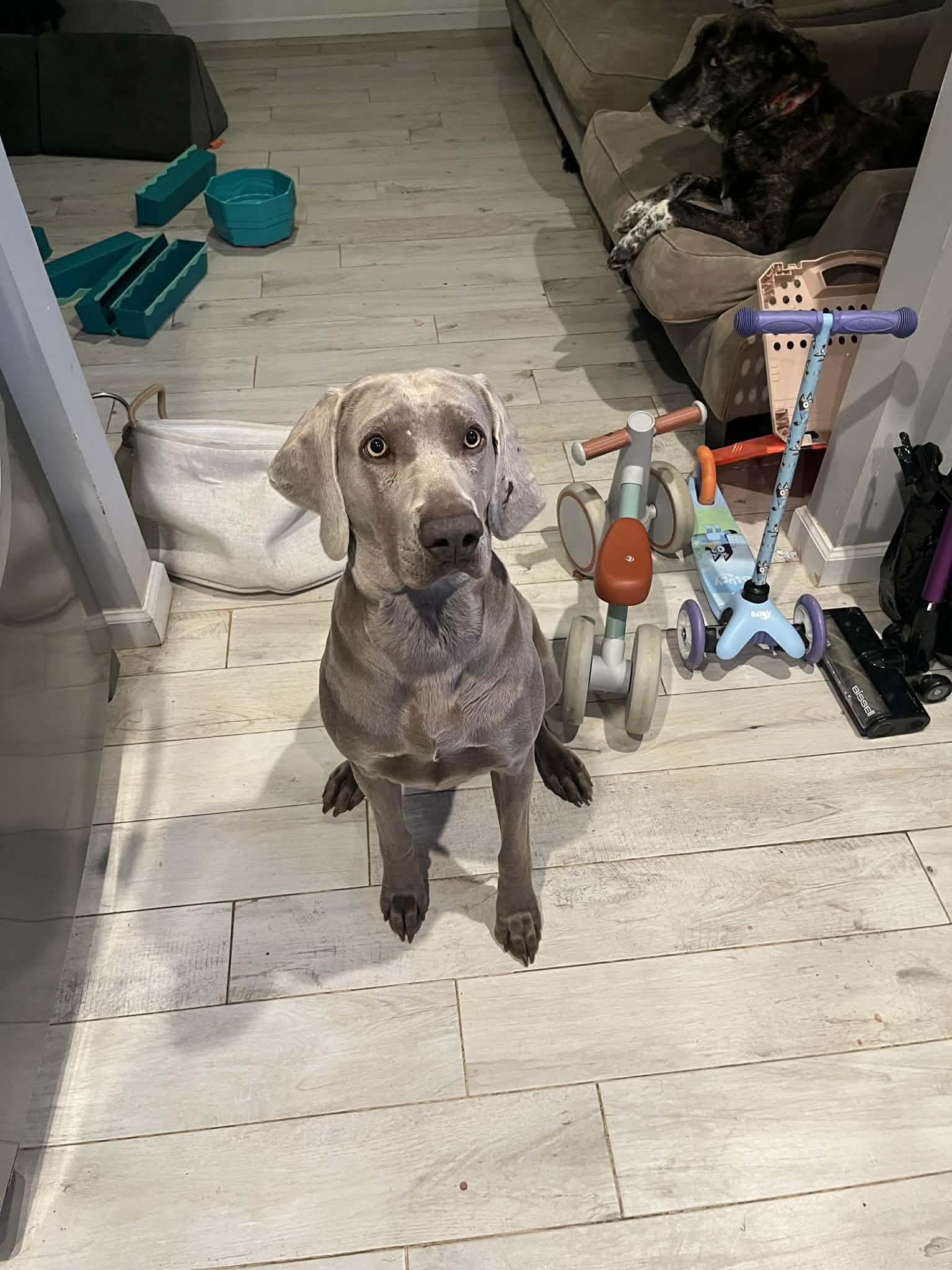 Enlarge Luna, a Adopted Weimaraner in Marietta, GA image 3/4
