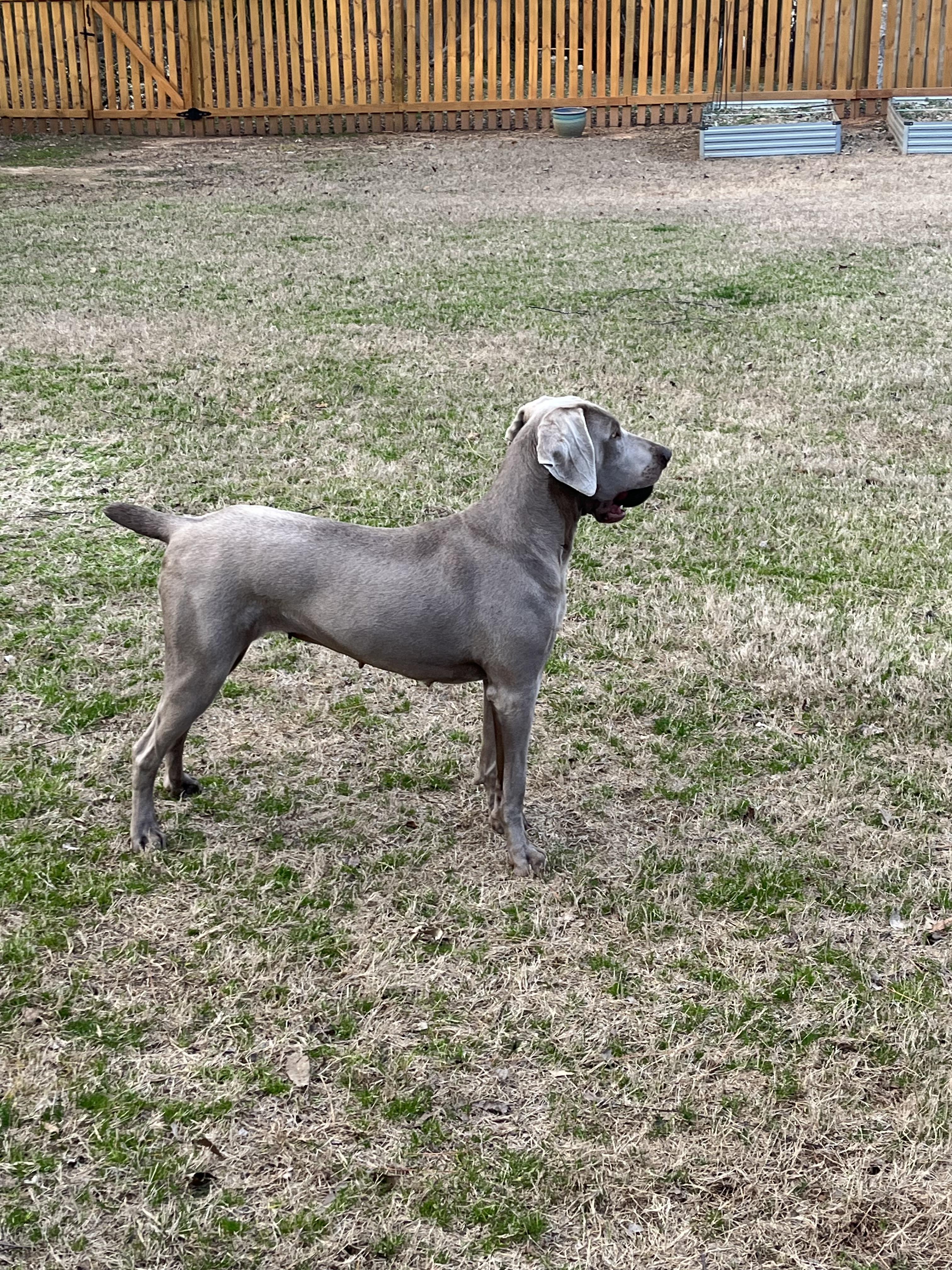 Enlarge Luna, a Adopted Weimaraner in Marietta, GA image 4/4