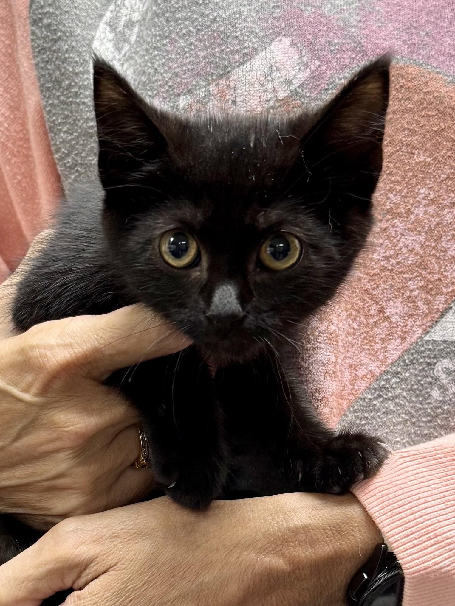 CAT - Ruby, Adoptable, Kitten Female Domestic Short Hair.