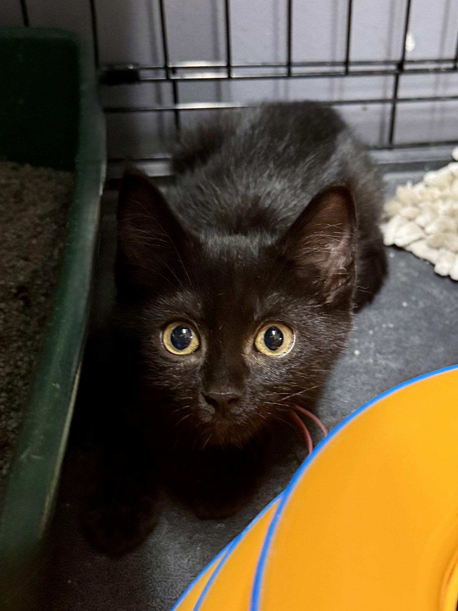 Enlarge CAT - Ruby, a Adoptable Domestic Short Hair in GILBERTS, IL image 2/3